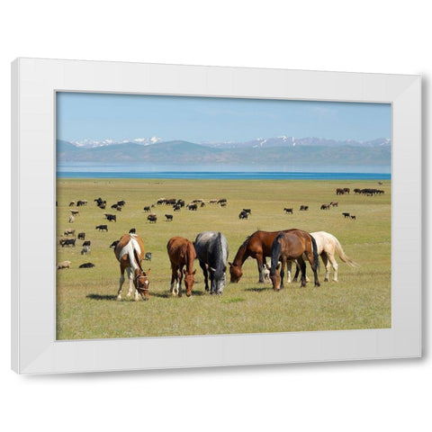Horses on their mountain pasture at lake Song Kol  White Modern Wood Framed Art Print by Zwick, Martin