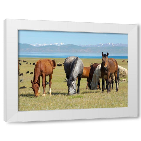 Horses on their mountain pasture at lake Song Kol  White Modern Wood Framed Art Print by Zwick, Martin