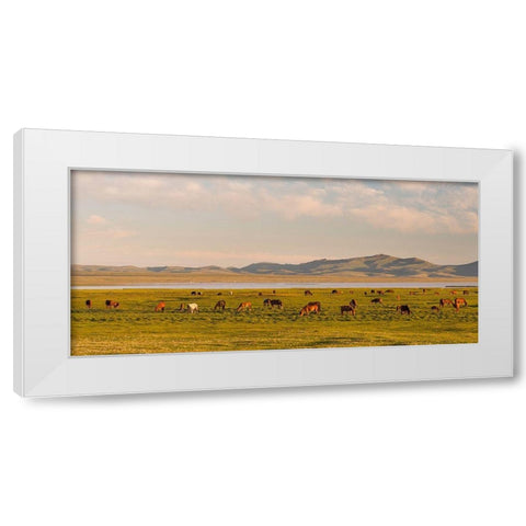 Horses on their mountain pasture at lake Song Kol  White Modern Wood Framed Art Print by Zwick, Martin