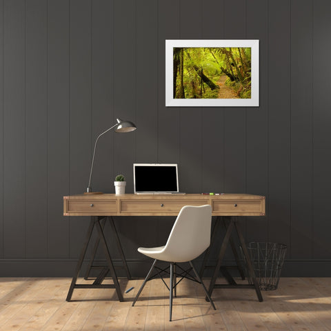 New Zealand, North Island Trail through a forest White Modern Wood Framed Art Print by Illg, Cathy and Gordon