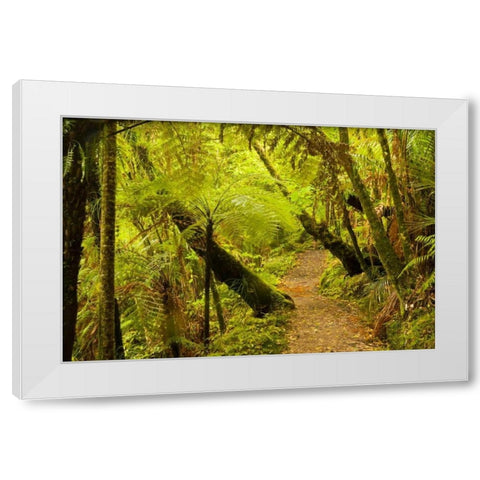 New Zealand, North Island Trail through a forest White Modern Wood Framed Art Print by Illg, Cathy and Gordon