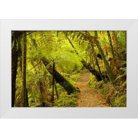 New Zealand, North Island Trail through a forest White Modern Wood Framed Art Print by Illg, Cathy and Gordon