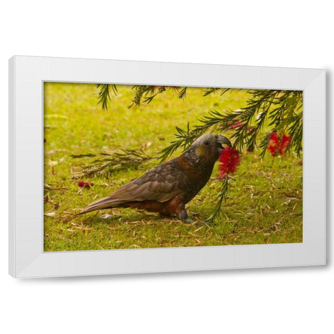 New Zealand, Stewart Island Kaka bird feeding White Modern Wood Framed Art Print by Illg, Cathy and Gordon