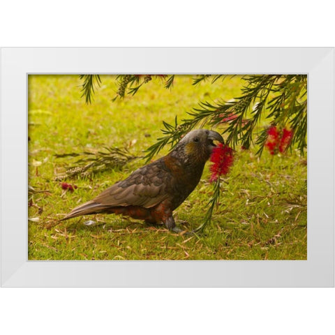 New Zealand, Stewart Island Kaka bird feeding White Modern Wood Framed Art Print by Illg, Cathy and Gordon