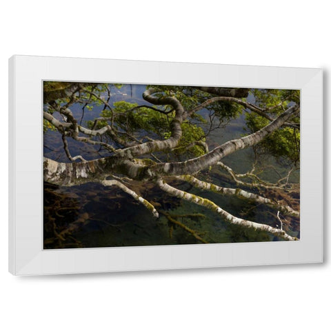 New Zealand, South Island,Twisted branches White Modern Wood Framed Art Print by Illg, Cathy and Gordon