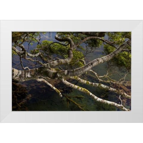 New Zealand, South Island,Twisted branches White Modern Wood Framed Art Print by Illg, Cathy and Gordon