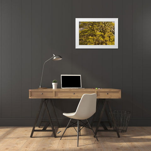 New Zealand, South Isl Silver beech trees White Modern Wood Framed Art Print by Illg, Cathy and Gordon
