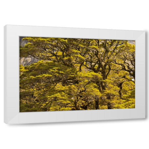 New Zealand, South Isl Silver beech trees White Modern Wood Framed Art Print by Illg, Cathy and Gordon