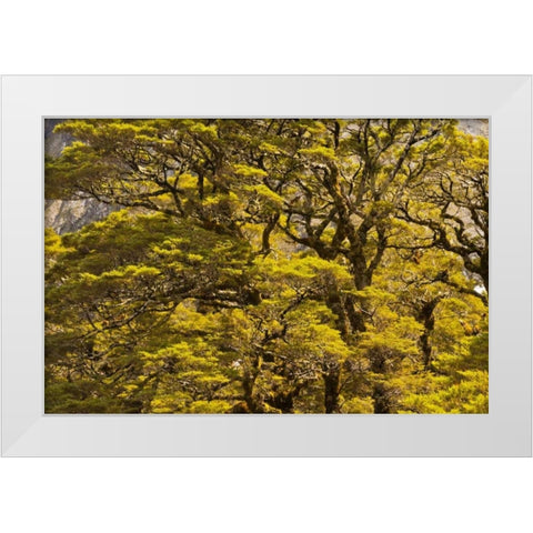 New Zealand, South Isl Silver beech trees White Modern Wood Framed Art Print by Illg, Cathy and Gordon