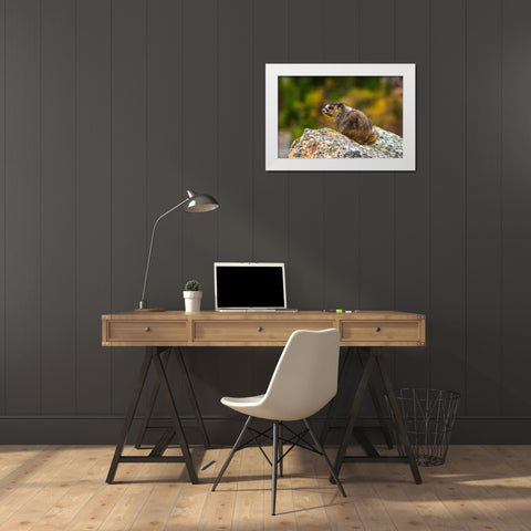 Hoary Marmot-Marmota caligata-Jasper National Park-Alberta-Canada White Modern Wood Framed Art Print by Bishop, Russ