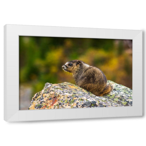 Hoary Marmot-Marmota caligata-Jasper National Park-Alberta-Canada White Modern Wood Framed Art Print by Bishop, Russ