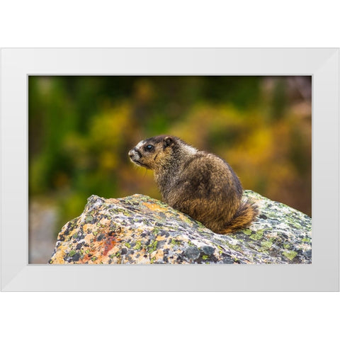 Hoary Marmot-Marmota caligata-Jasper National Park-Alberta-Canada White Modern Wood Framed Art Print by Bishop, Russ