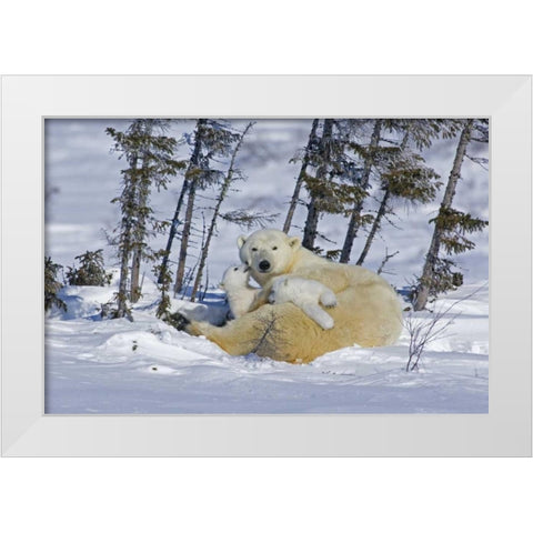 Canada, Wapusk NP Polar bear cubs playing White Modern Wood Framed Art Print by Illg, Cathy and Gordon
