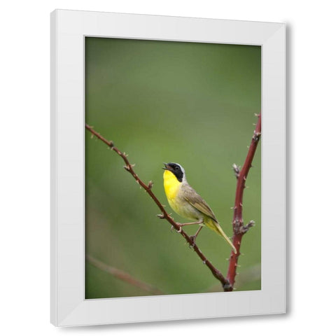 Canada, Quebec Common yellowthroat singing White Modern Wood Framed Art Print by Delisle, Gilles