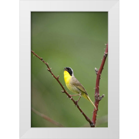Canada, Quebec Common yellowthroat singing White Modern Wood Framed Art Print by Delisle, Gilles