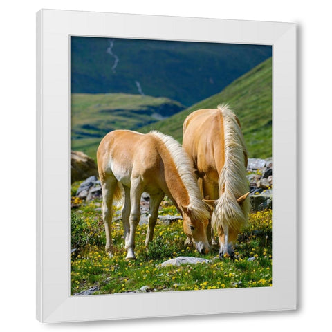 Haflinger Horse on its mountain pasture (Shieling) in the Otztal Alps White Modern Wood Framed Art Print by Zwick, Martin
