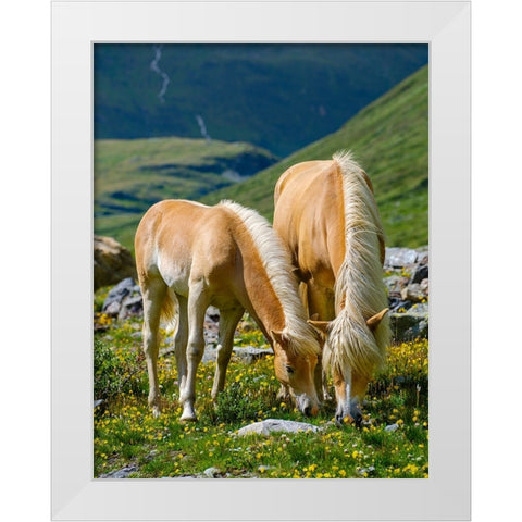 Haflinger Horse on its mountain pasture (Shieling) in the Otztal Alps White Modern Wood Framed Art Print by Zwick, Martin
