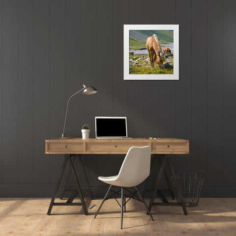 Haflinger Horse on its mountain pasture (Shieling) in the Otztal Alps White Modern Wood Framed Art Print by Zwick, Martin