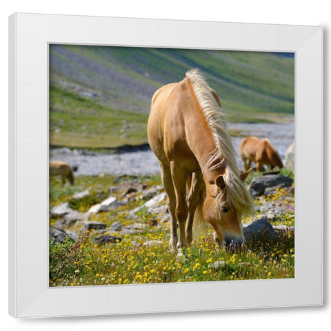 Haflinger Horse on its mountain pasture (Shieling) in the Otztal Alps White Modern Wood Framed Art Print by Zwick, Martin