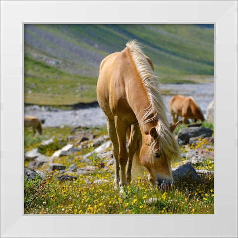 Haflinger Horse on its mountain pasture (Shieling) in the Otztal Alps White Modern Wood Framed Art Print by Zwick, Martin