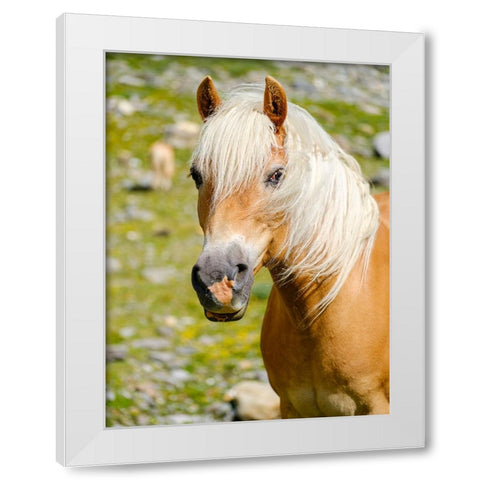 Haflinger Horse on its mountain pasture (Shieling) in the Otztal Alps White Modern Wood Framed Art Print by Zwick, Martin