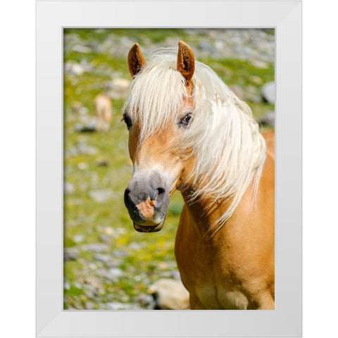 Haflinger Horse on its mountain pasture (Shieling) in the Otztal Alps White Modern Wood Framed Art Print by Zwick, Martin