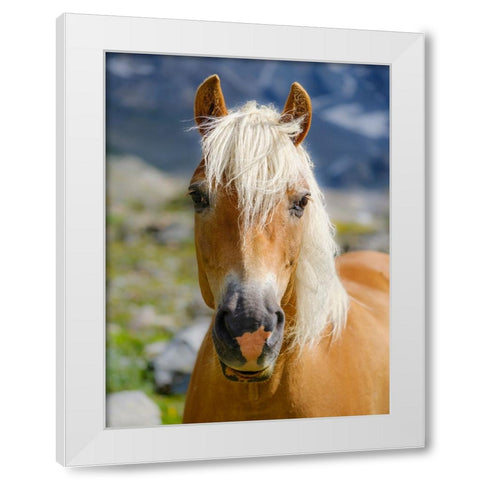 Haflinger Horse on its mountain pasture (Shieling) in the Otztal Alps White Modern Wood Framed Art Print by Zwick, Martin