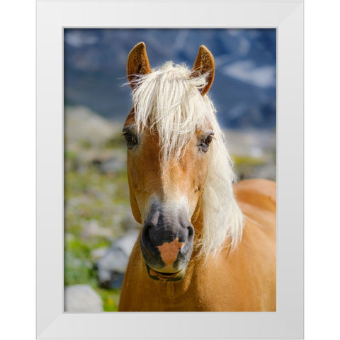 Haflinger Horse on its mountain pasture (Shieling) in the Otztal Alps White Modern Wood Framed Art Print by Zwick, Martin