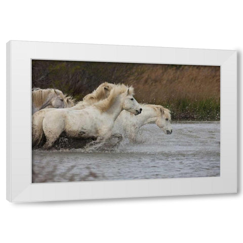 France, Provence White Camargue horses running White Modern Wood Framed Art Print by Zuckerman, Jim