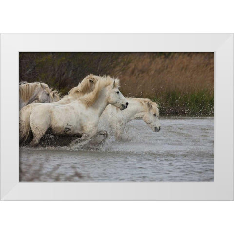 France, Provence White Camargue horses running White Modern Wood Framed Art Print by Zuckerman, Jim