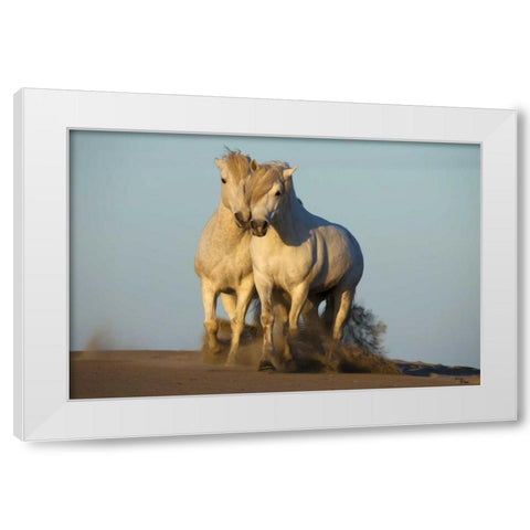 France, Provence Two white Camargue horses White Modern Wood Framed Art Print by Zuckerman, Jim
