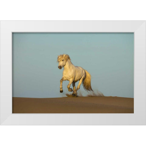 France, Provence Camargue horse running in sand White Modern Wood Framed Art Print by Zuckerman, Jim
