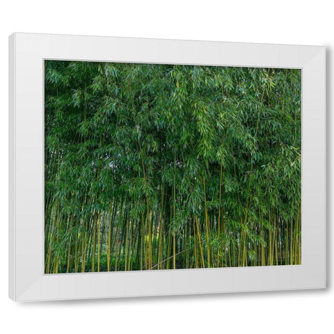 France-Giverny Bamboo forest in Monets Garden White Modern Wood Framed Art Print by Jaynes Gallery