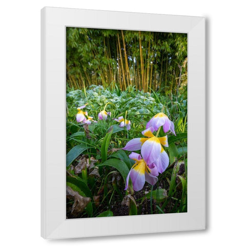 France-Giverny Spring flowers and bamboo forest in Monets Garden White Modern Wood Framed Art Print by Jaynes Gallery