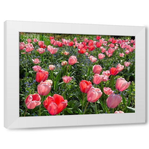 France-Giverny Pink and red backlit tulips in Monets Garden White Modern Wood Framed Art Print by Jaynes Gallery