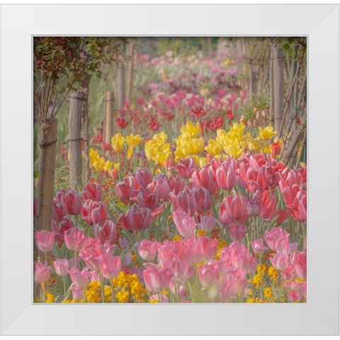 France-Giverny Tulips in Monets Garden White Modern Wood Framed Art Print by Jaynes Gallery