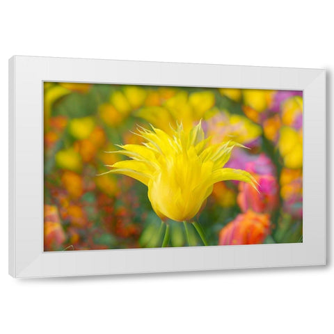 France-Giverny Impression of flowers in Monets Garden White Modern Wood Framed Art Print by Jaynes Gallery