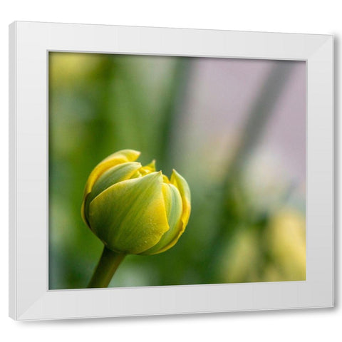 France-Giverny Close-up of a yellow tulip bud in Monets Garden White Modern Wood Framed Art Print by Jaynes Gallery