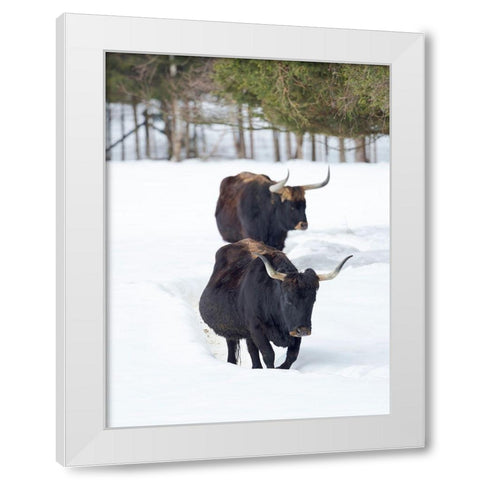 Heck Cattle an attempt to breed back the extinct Aurochs from domestic cattle Germany-Bavaria White Modern Wood Framed Art Print by Zwick, Martin