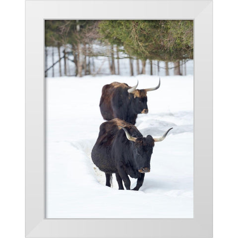 Heck Cattle an attempt to breed back the extinct Aurochs from domestic cattle Germany-Bavaria White Modern Wood Framed Art Print by Zwick, Martin