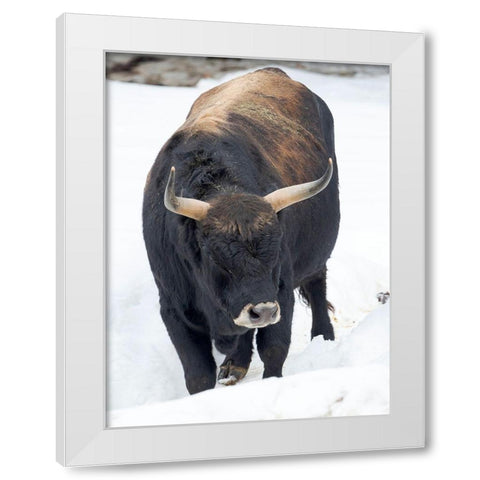 Heck Cattle -an attempt to breed back the extinct Aurochs from domestic cattle Germany-Bavaria White Modern Wood Framed Art Print by Zwick, Martin