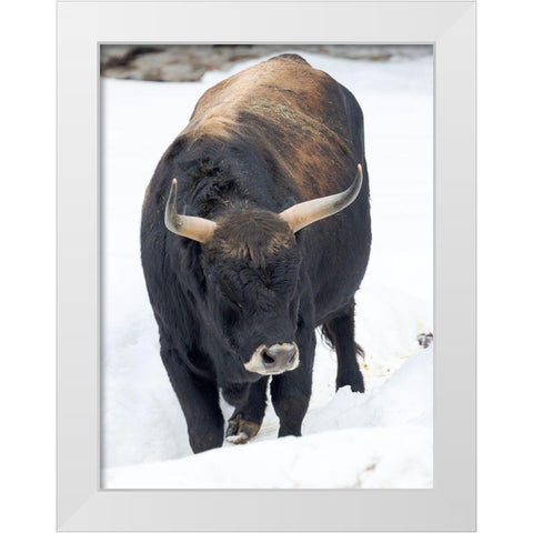 Heck Cattle -an attempt to breed back the extinct Aurochs from domestic cattle Germany-Bavaria White Modern Wood Framed Art Print by Zwick, Martin