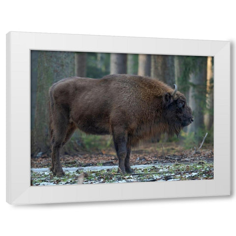 Wisent or European bison during winter Bavarian Forest National Park Germany-Bavaria White Modern Wood Framed Art Print by Zwick, Martin