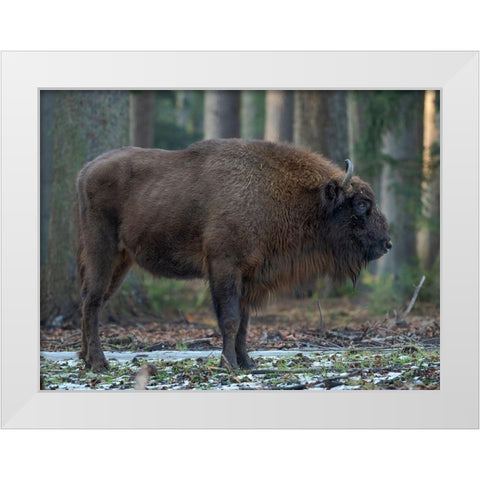 Wisent or European bison during winter Bavarian Forest National Park Germany-Bavaria White Modern Wood Framed Art Print by Zwick, Martin