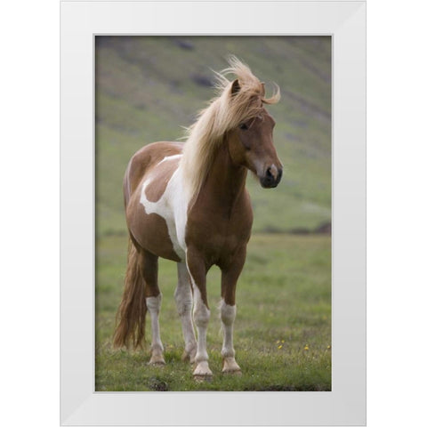 Iceland, Snaefellsnes Peninsula Icelandic horse White Modern Wood Framed Art Print by Grall, Don