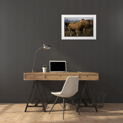 Iceland, Jokulsarlon An Icelandic horse yawning White Modern Wood Framed Art Print by Grall, Don