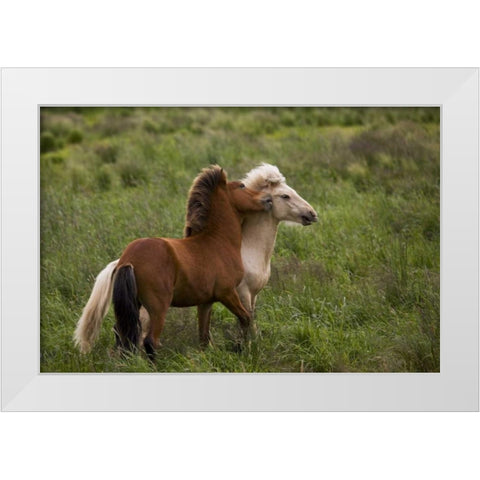 Iceland Icelandic horses getting feisty White Modern Wood Framed Art Print by Grall, Don
