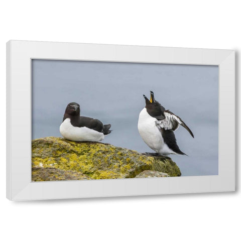 Iceland, Latrabjarg Male Razorbill in courtship White Modern Wood Framed Art Print by Illg, Cathy and Gordon