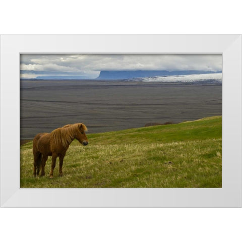 Iceland, Skaftafell NP Icelandic horse White Modern Wood Framed Art Print by Illg, Cathy and Gordon