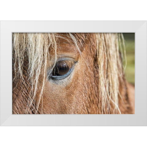 Iceland Of eye and head of Icelandic horse White Modern Wood Framed Art Print by Kirkland, Dennis